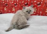 Male 4 - Ragamuffin Cat For Sale - Poplar Grove&comma; IL&comma; US