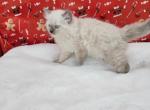 Male 3 - Ragamuffin Cat For Sale - Poplar Grove&comma; IL&comma; US