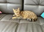 Registered Bengal Kitten - Bengal Cat For Sale - Glencoe&comma; MN&comma; US