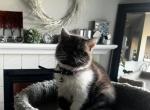 Bi color white and chocolate - Exotic Cat For Sale - Plymouth&comma; MN&comma; US