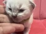 ON HOLD Blue collar Kats ravishing ragdolls - Ragdoll Cat For Sale - 