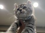 Ricky - Highlander Cat For Sale - West Branch&comma; MI&comma; US