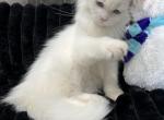 Marty - Minuet Cat For Sale - West Branch&comma; MI&comma; US