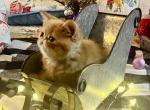 Reserved Ariel Genetic Perfection Show Quality - Exotic Cat For Sale - Pineville&comma; LA&comma; US