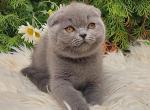 Assol - Scottish Fold Cat For Sale - Norwalk&comma; CT&comma; US