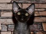 Oscar&lowbar; - Devon Rex Cat For Sale - Norwalk&comma; CT&comma; US
