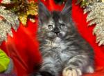 Eva - Maine Coon Cat For Sale - Miami&comma; FL&comma; US