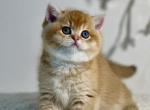 Nika - British Shorthair Cat For Sale - Pembroke Pines&comma; FL&comma; US