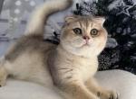 Quatro Scottish Fold Blue Golden Male - Scottish Fold Cat For Sale - Odessa&comma; FL&comma; US