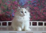 Amir - Siberian Cat For Sale - Miami&comma; FL&comma; US