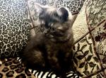 Honey is a Beautiful Persian Exotic Mix - Persian Cat For Adoption - Las Vegas&comma; NV&comma; US