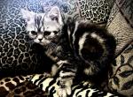 Angel is a Lovely Mackerel Persian Exotic Mix - Persian Cat For Adoption - Las Vegas&comma; NV&comma; US