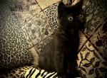 Tiny an Adorable Persian Exotic Mix - Persian Cat For Adoption - Las Vegas&comma; NV&comma; US