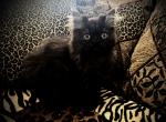 Gypsy is a Rare Black Smoke Persian - Persian Cat For Sale - Las Vegas&comma; NV&comma; US