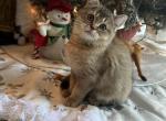 Scottish Straight - Scottish Straight Cat For Sale - Orlando&comma; FL&comma; US