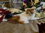 Barbie Adopted - Exotic Cat For Sale - Pineville&comma; LA&comma; US