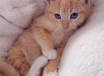 Cutie pie - Domestic Cat For Sale - Vancouver&comma; WA&comma; US