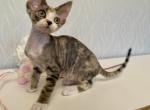 Kristal - Devon Rex Cat For Sale - Norwalk&comma; CT&comma; US