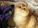 Masik - British Shorthair Cat For Sale - Glendale&comma; CA&comma; US