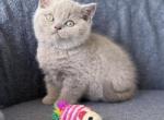 Biscuit - British Shorthair Cat For Sale - Vancouver&comma; WA&comma; US
