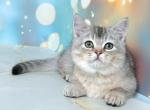 Scarlett - Munchkin Cat For Sale - Pembroke Pines&comma; FL&comma; US