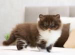 Omanyte - British Shorthair Cat For Sale - Pembroke Pines&comma; FL&comma; US