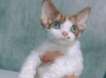 Archie - Devon Rex Cat For Sale - Norwalk&comma; CT&comma; US
