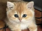 Reese - British Shorthair Cat For Sale - Englewood&comma; CO&comma; US