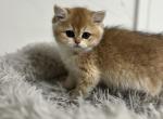 Ralph - British Shorthair Cat For Sale - Englewood&comma; CO&comma; US