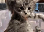 Maleficent Maine Coon - Maine Coon Cat For Sale - Waukesha&comma; WI&comma; US