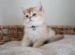 Blaze - British Shorthair Cat For Sale - Henderson&comma; NV&comma; US