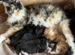 Maine Coon Jazz litter - Maine Coon Cat For Sale - Waukesha&comma; WI&comma; US