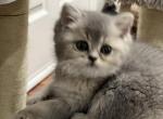 Mella - British Shorthair Cat For Sale - Englewood&comma; CO&comma; US