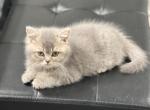 Mike - British Shorthair Cat For Sale - Englewood&comma; CO&comma; US