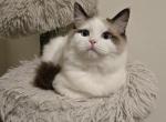 Purple Boy Ragdolls TICA - Ragdoll Cat For Sale - Murrieta&comma; CA&comma; US