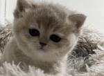 Danna - British Shorthair Cat For Sale - Englewood&comma; CO&comma; US