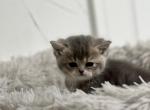 Donna - British Shorthair Cat For Sale - Englewood&comma; CO&comma; US