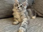 Rocky - Maine Coon Cat For Sale - Kansas City&comma; MO&comma; US