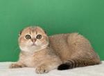Asol golden fold - Scottish Fold Cat For Sale - Cathlamet&comma; WA&comma; US