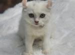 Blue patched - Exotic Cat For Sale - Conroe&comma; TX&comma; US