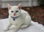 Pearls red collar - Exotic Cat For Sale - Conroe&comma; TX&comma; US