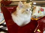 Sweet pea adopted - Exotic Cat For Sale - Pineville&comma; LA&comma; US