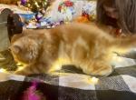 Sebastine Reserved - Exotic Cat For Sale - Pineville&comma; LA&comma; US