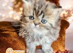 Poppy - Persian Cat For Sale - Spring&comma; TX&comma; US