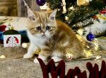 Reserved Muffin Genetic Perfection Show Quality - Exotic Cat For Sale - Pineville&comma; LA&comma; US