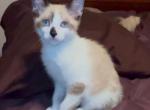 Snowshoe Bandit Oct 24 MANX - Siamese Cat For Sale - Bryan&comma; TX&comma; US