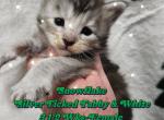 Snowflake The Winter Litter - Maine Coon Cat For Sale - Kingman&comma; AZ&comma; US
