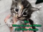 Joy The Winter Litter - Maine Coon Cat For Sale - Kingman&comma; AZ&comma; US