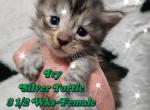 Ivy The Winter Litter - Maine Coon Cat For Sale - Kingman&comma; AZ&comma; US