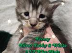 Frosty The Winter Litter - Maine Coon Cat For Sale - Kingman&comma; AZ&comma; US
